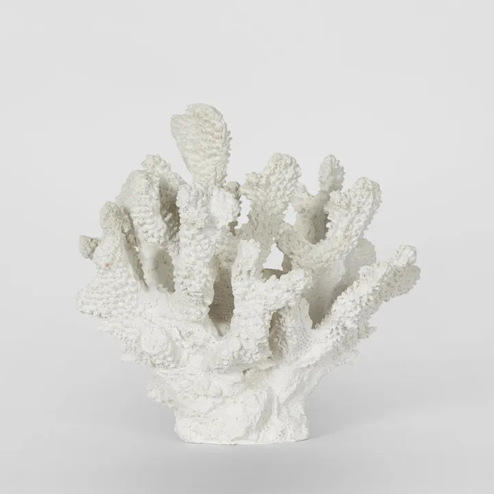 Bay White Coral