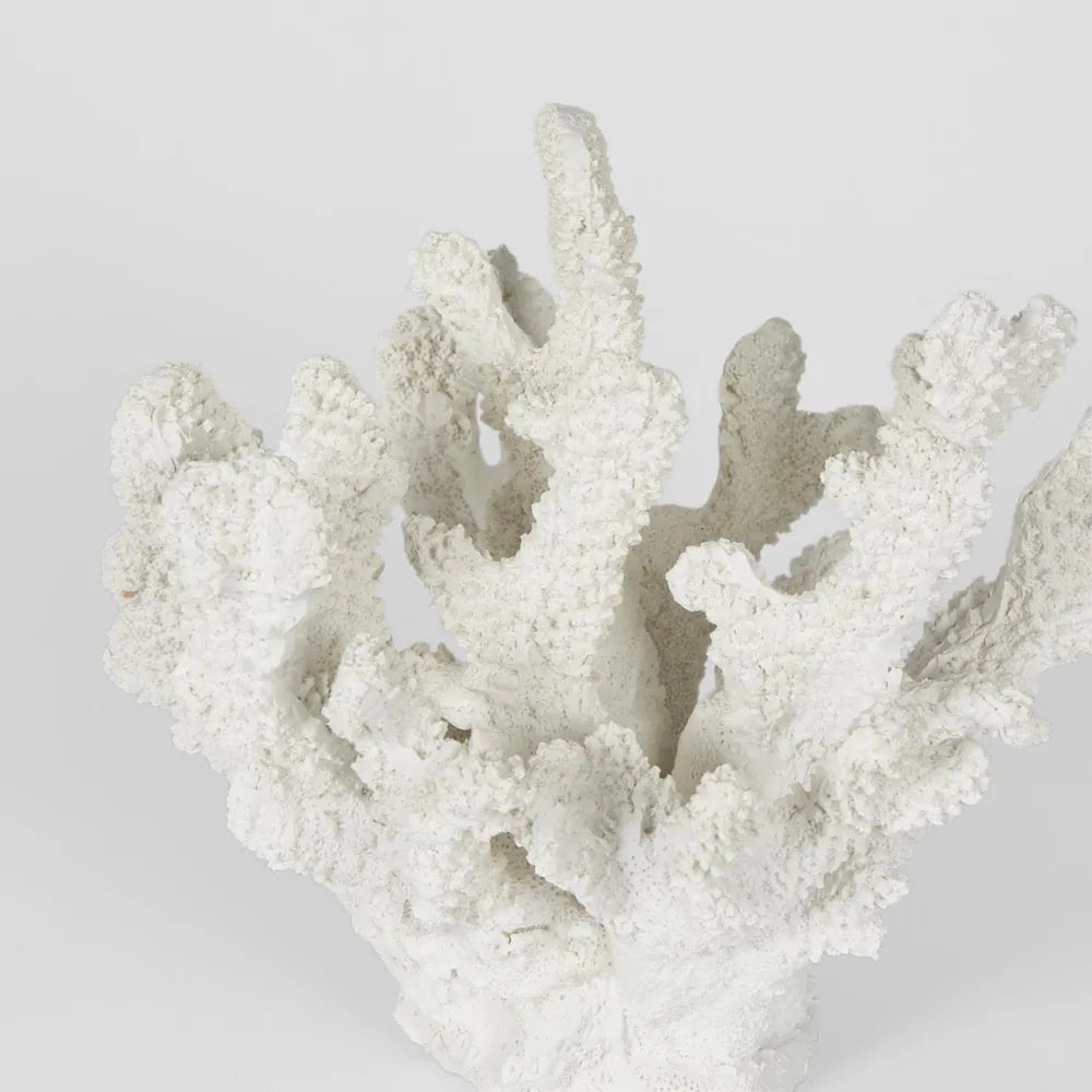 Bay White Coral