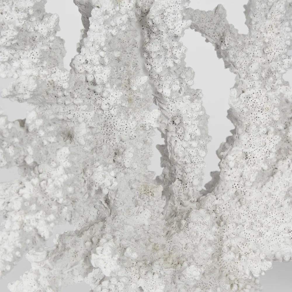 Delmar White Coral