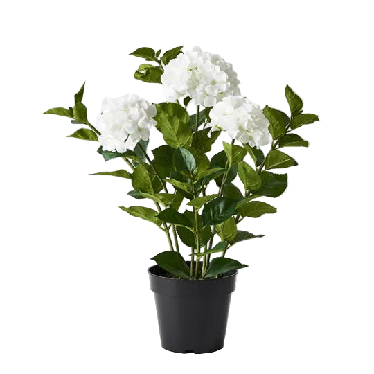 Faux white Hydrangea Plant