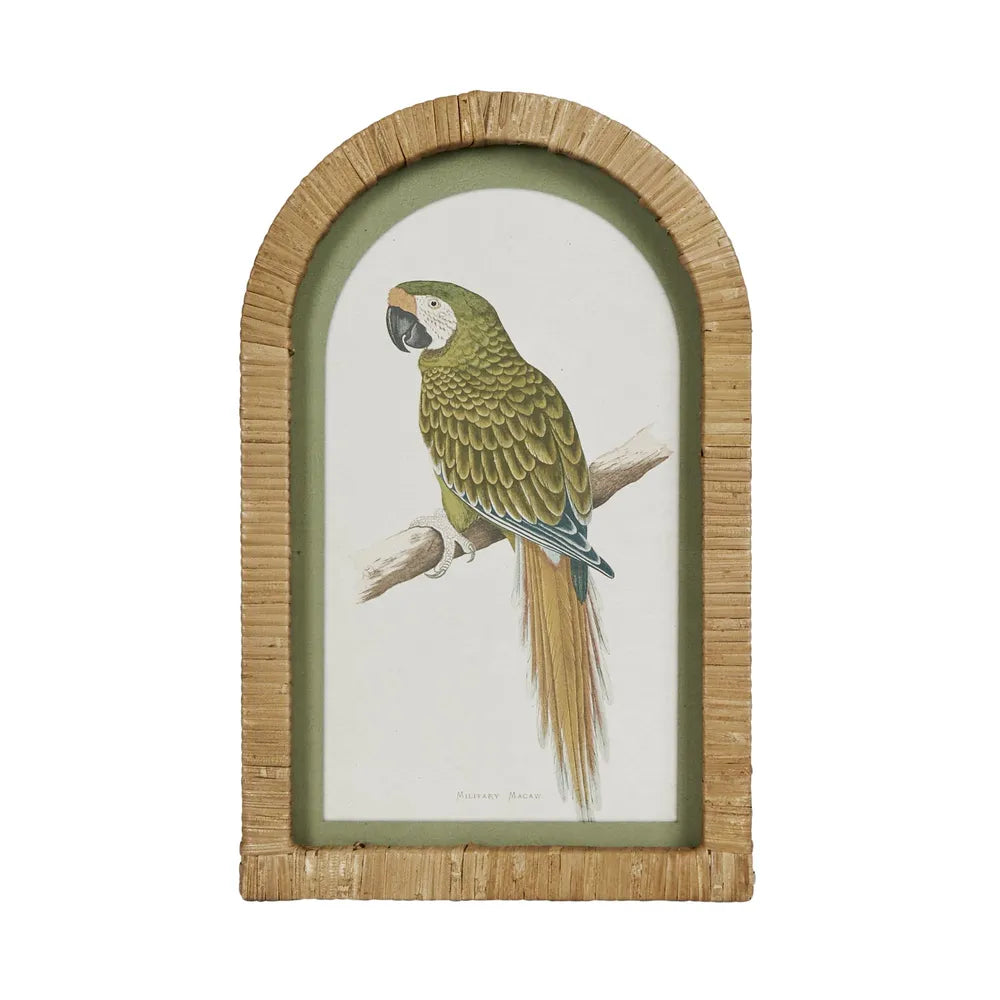 Parrots Wall Art Set of 4