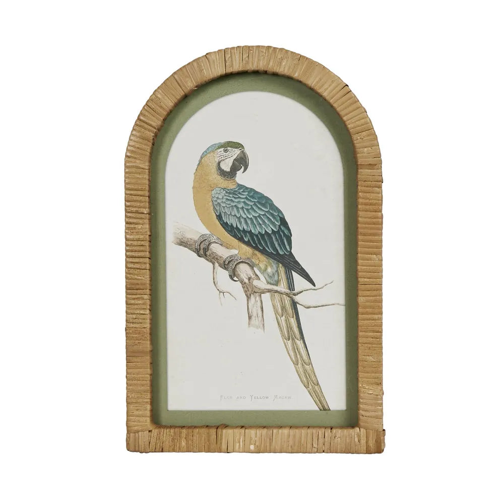 Parrots Wall Art Set of 4