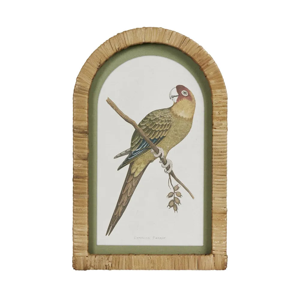 Parrots Wall Art Set of 4